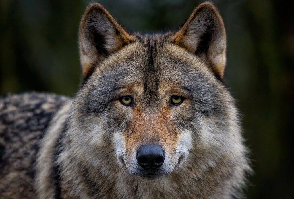 grey wolf, wolf, timber wolf-7813349.jpg